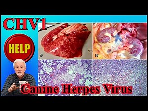 CHV1-Canine Herpes Virus (fading puppy syndrome)