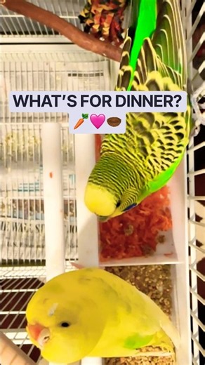Feeding My Parakeets Bruno & Bella 🥰 #parakeet #petbirds #birds
