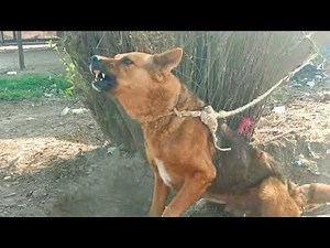 Angry Dog Barking Sound Effect