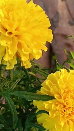 2. फूल से एक सादा सवाल — जवाब ने सबका दिल जीत लिया!