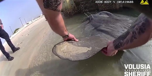 Watch: Giant ocean sunfish freed after getting stuck in shallow Florida waters