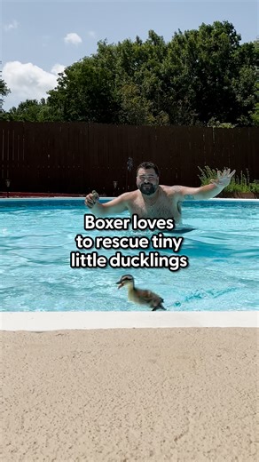 189K views · 3.6K reactions | As a boxer, Mike is up for any challenge in or out of the ring! Just watch how he crawls through a sewer to rescue lost goslings  Keep up with Mike on Instagram: https://thedo.do/overallsmafia | The Dodo | Facebook