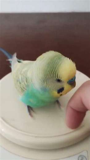 ノッキング #インコ #セキセイインコ