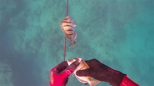 One shot. One giant fish. Then something started circling behind her.
