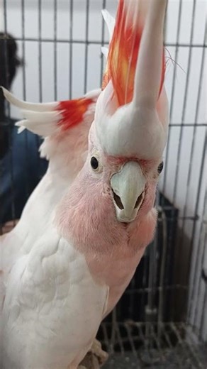 umbrella cockatoo examined by Dr Ali. #asw #alivethospital #avhlahore #umbrellacockatoo
