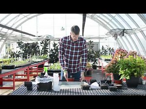 Transplanting with the Extension Master Gardener Program