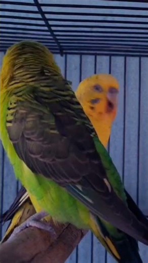 Show Budgies in Kolkata and all India Delivery 📞90882 86745 💞
