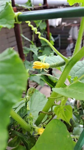 從一朵小黃花開始，見證生命茁壯的喜悅 🥒✨#栽種