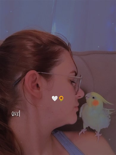 Estávamos almoçando hoje, quando em meio a um vendaval forte, esta calopsita pousou em nosso sofá. Ela é muito dócil e imagino que era criada solta! Estamos buscando entre os vizinhos quem poderia ser tutor e amanhã vamos em alguns pet shops e comércios da região. Enquanto isso, estamos dando muito amor e os devidos cuidados a ela! ❤️ Se esse vídeo chegar ao tutor(a), me chame inbox. Encontrada na região do Ipiranga, São José - SC. #fyp #calopsita #amor