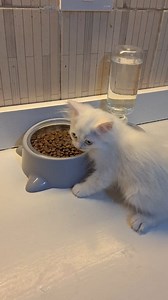 46K views · 1.7K reactions | اول مرة تاكل دراي فوود  #love #cute #kitty #cat #pets #petlovers #Madinaty #Egypt #adoption | Pets Finder Egypt | Facebook