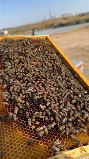 Fakt 9 Pszczoły Podejmują Decyzje Kolektywnie #fakty #ciekawostki #bees #shorts #reels #reel #viral