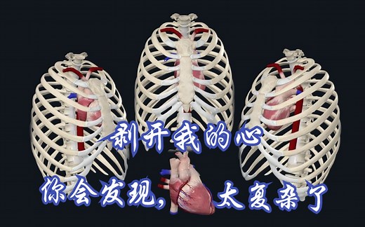 当你愿意一层一层剥开我的心，你会发现，真的复杂了（心脏的位置与瓣膜）