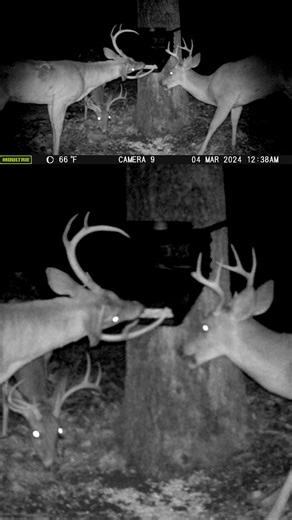 Scenes from a Feed Bin 🌽 | Moultrie Products