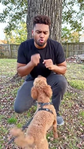 Boots & Cats 🐩🐾😂