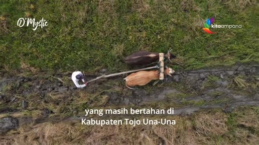 Komunitas Kita Ampana | This video was created as an educational piece to highlight the cultural potential that still thrives in Tojo Una-Una Regency. It... | Instagram