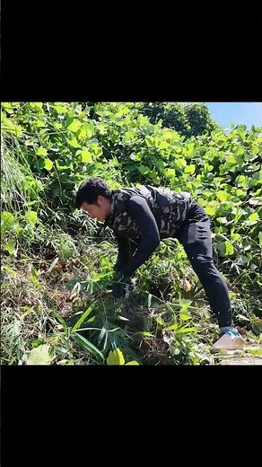 【夏恒例の仕事】盆前に広いお墓の周りの草刈りしてきた #shorts