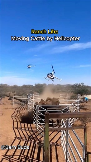 Real Ranchers Still Work From the Air.#farmlife #farming #farmer #farm #helicopter #farmanimalct