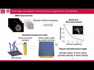 Advancing Microstructure Imaging via Diffusion MRI | Marco Palombo | DIPY Workshop 2025