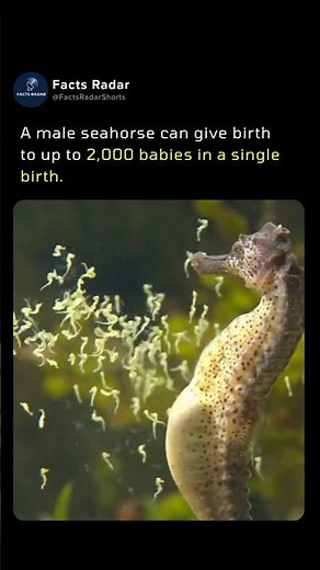 HE Gave BIRTH to HOW Many?! 😳