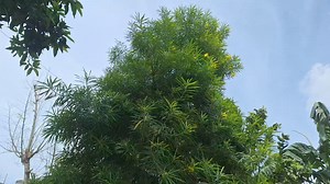 43K views · 2.3K reactions | Silver Play Button ❣️ #NishsntSir #SilverPlayButton #youtubechannel #Reward #TutorialPlanet | Nishant Sirr | Facebook