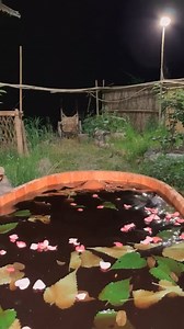 GRILL BEEFS | Primitive HD