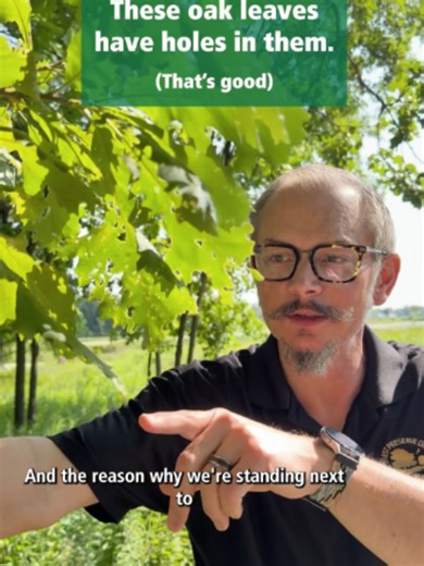 At Herrick Lake, we’re looking at how native oak trees support an entire food web. Oaks can host over 550 caterpillar species, providing essential food for birds raising their young. Compare that to invasive buckthorn, which offers almost no food value and blocks acorns from growing into new oaks. This is why restoring oak ecosystems matters. It keeps our woodlands thriving from the ground up. 🌳✨ #conservation #oak #oaktrees #nativeplants