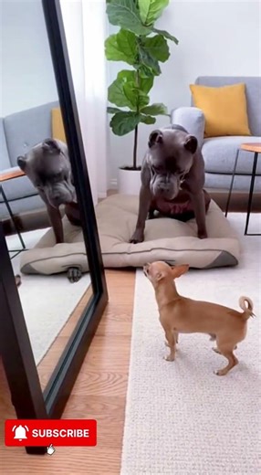 😇 “Little Angels With Fur”