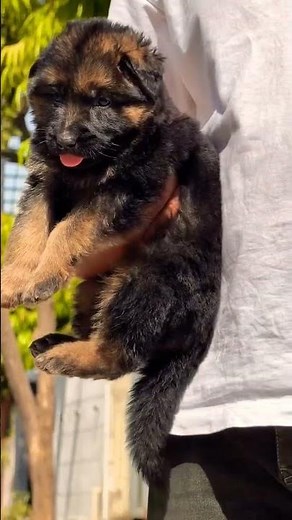 8810623046 German Shepherd long coat puppy booking fluffy GSD trained healthy pups ready #gsdlover