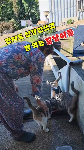 처음엔 몰래와서 먹던 길냥이들이?#초보아줌마은희