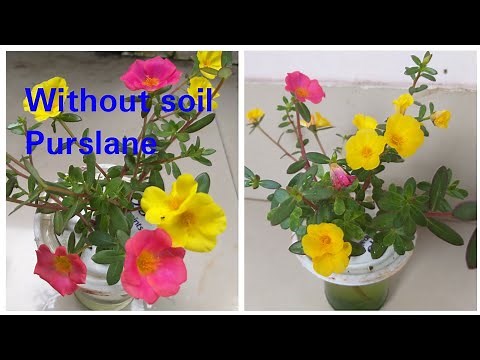 Purslane plant with out soil/How to grow Purslane/Purslane in water/Hydroponic Purslane