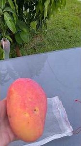 Cogshall Mango perfect ripe on the tree!!!