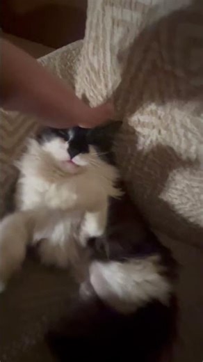 Cat go brr #cat #cats