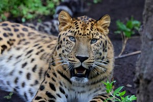 Extinction rates are declining