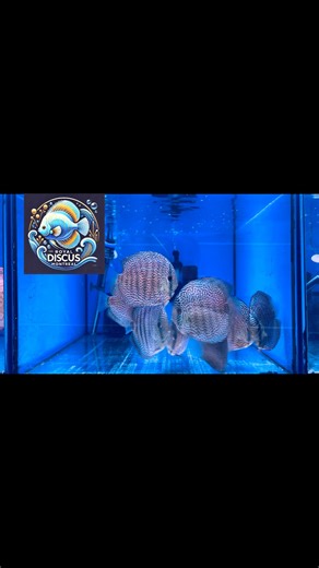 Panthera leopard 5 to 6 inches #discusfishlover #fishaquarium #discusasiatiquecanada #aquarium #discuscanada #discuscanada #discusfishcanada #aquariumhobby #aquariumhobby #discusfish #fishaquariumhobby | Royal Discus Montréal