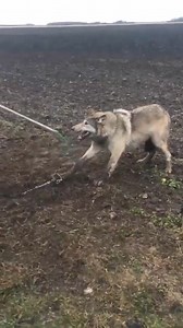 3.2M views · 10K reactions | Rescue a wolf caught in a trap very carefully in slow motion  | Funny Videos | Facebook