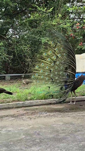Peacock Spreading Feathers to Impress Peahens | Rare Natural Courtship Display