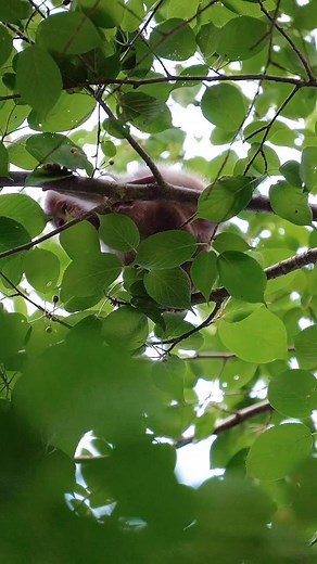 My favorite baby Japanese macaque living in his natural habitat in Azumino, Nagano prefecture, Japan #japanesemacaque_#japanesemonkey_#snowmonkey_#macaque_#monke... | Monkey USA
