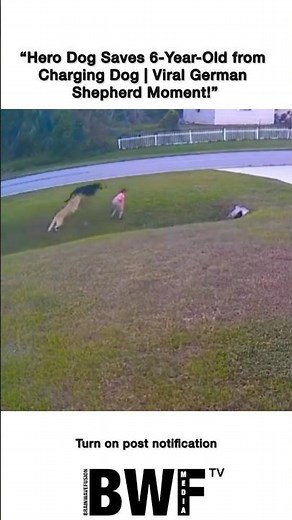 “Hero Dog Saves 6-Year-Old from Charging Dog | Viral German Shepherd Moment!”