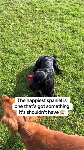 Cocker Spaniel's Mischief: The Happiest Moments
