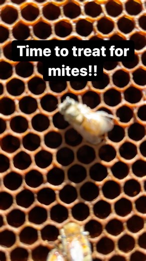 This poor little girl had just hatched out with two visible varroa mites still attached to her. For some reason she didn’t show any signs of deformed wing virus, but that’s not to say she was in good health. You can see her cleaning out the cell she came from just like all other newborns do while the mites (red dots) scurry about her. They’ve had their fill at this point. Next step is to ride on her until she’s around open brood cells for them to infest and continue the cycle. I first noticed th