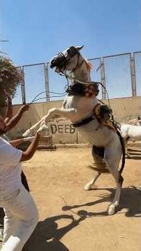 ⁨ ⁨ حصان بطل فى الكراتيه وحصان مش قادر يدوس على الحافر