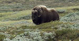 The European Megafauna