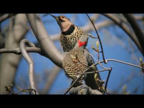 Northern Flicker courtship display