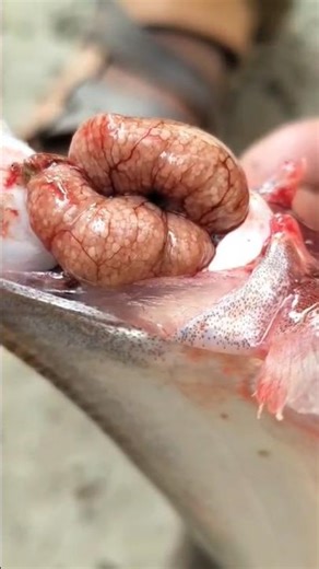 #fish#brooder#ready for breeding#fishfarming#fishcutting#8001567123#balurghat