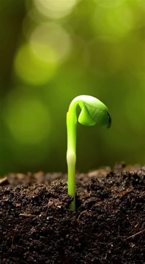 seed growing short with the time laps #amazingnature #plants #asmrnature