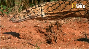 Le varan d'Australie peut mesurer plus de 2 mètres de long et peser plus de 15 kilos. Ce qui ne l'empêche pas de courir jusqu'à 40 km/h. | Nat Geo Wild France