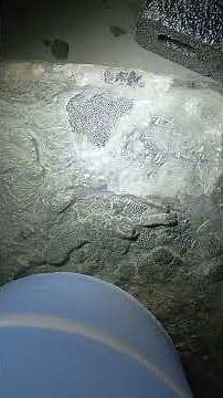 Fossil Preparation | Devonian Jawless Fish (400 million years old)