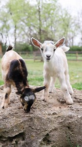 Nashville Zoo is celebrating the birth of four male Nigerian dwarf goats this past March! The first pair was born on March 23 and the second pair was born on March 27. Pekka, named after retired Nashville Predators’ goalie Pekka Rinne in 2022, is the father of all four goats. Pekka has now successfully become a father to nine goats since 2022, continuing to add to this species population numbers. The first pair was born to Luisa and the second pair was born to Mirabel. Including the babies, Nash