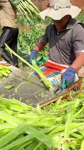 Discover Fresh Farm-to-Table Vegetables in Rural China