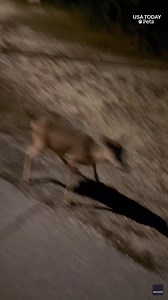 A deer had a rough start to the day after getting its head stuck in a bag. Luckily, a man on his way to work was able to assist the struggling animal. | Springfield News-Leader